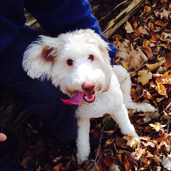 Meet your Posher, Maggie - Picture 3 of 5